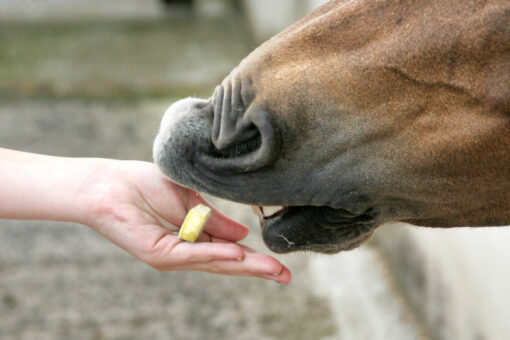 Caramelo Likit Treat Bar - Imagen 4