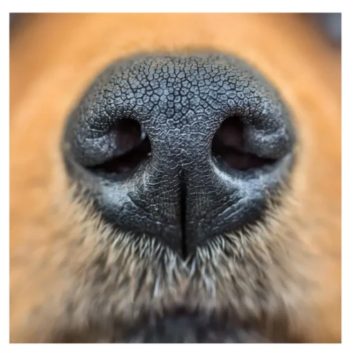 Bálsamo hidratante almohadillas y nariz seca para perros. - Imagen 6